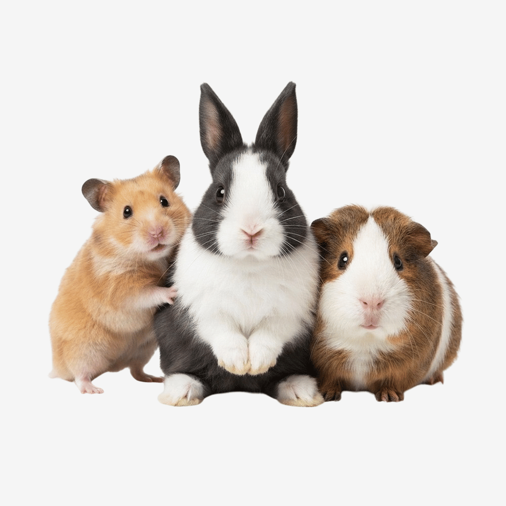 Small Pets
